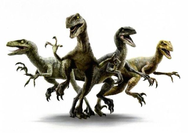 Raptors