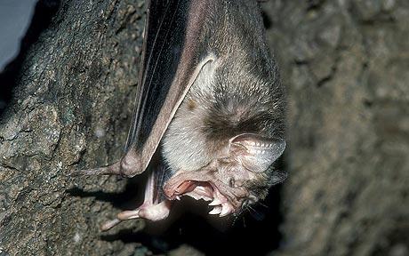 Vampire Bat